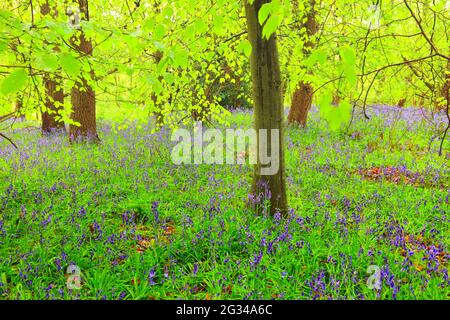 Belle forêt avec un tapis de Bluebells près de Durham, comté de Durham, Angleterre, Royaume-Uni. Banque D'Images