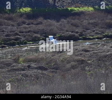 Common Egret, bus de Casmerodius, survole Alameda Creek, Alameda Creek, East Bay Regional Park District, EBRP, Union City, CA, Californie, ÉTATS-UNIS, Banque D'Images