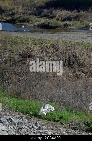 Egret commun, albus de Casmerodius, le long du ruisseau Alameda, à Union City, CA, Californie, États-Unis, Banque D'Images