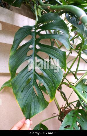 Gros plan d'une grande feuille verte de Monstera Esqueleto, une plante tropicale grimpante Banque D'Images