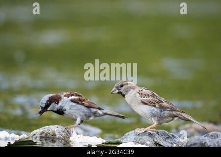 Bruant de maison (Passer domesticus), oiseaux Banque D'Images