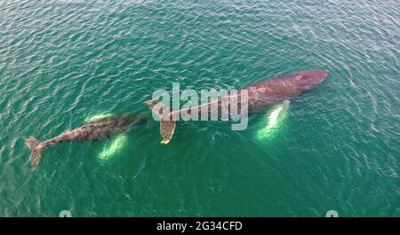 Vue aérienne des baleines à bosse (Megaptera novaeangliae) nageant au large de la côte de Terre-Neuve. Banque D'Images