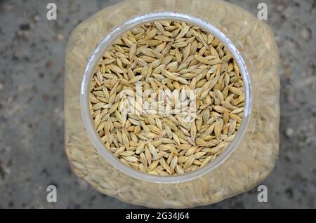 gros plan le bocal de grains d'orge marrons jaune mûr dans le bol en plastique sur fond brun en bois hors foyer. Banque D'Images