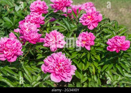 Poney Terry hybride Weserboll - 90. Les fleurs sont grandes, jusqu'à 18 cm de diamètre, de couleur rose-lilas riche avec éclaircissement le long des bords du corrug Banque D'Images