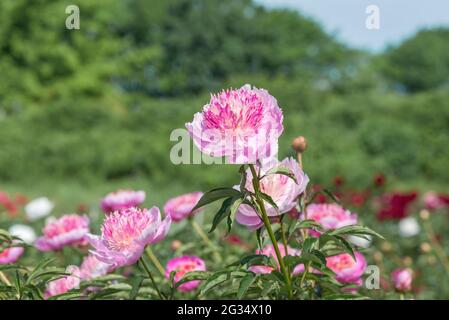 Peony Grassy 'Pearl placer'. Forme japonaise. Au début, l'ombre de la fleur est rose pâle ou rose crémeux avec des bords argentés, et comme la pivoine se développe Banque D'Images