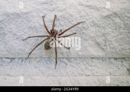 une araignée à grand angle rampant le long d'un mur blanc de maison Banque D'Images