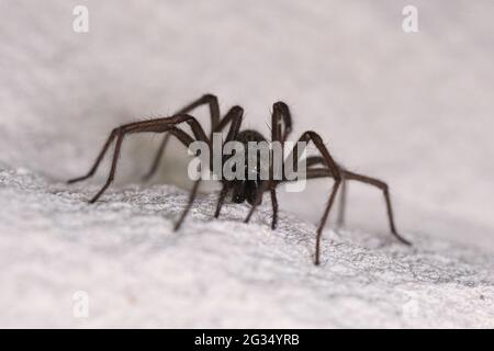 une araignée à grand angle rampant le long d'un mur blanc de maison Banque D'Images