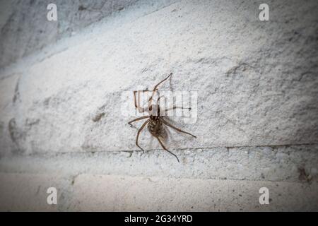 une araignée à grand angle rampant le long d'un mur blanc de maison Banque D'Images