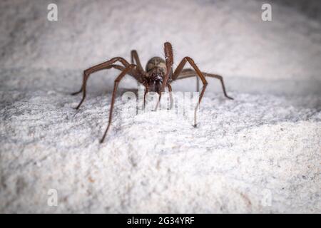 une araignée à grand angle rampant le long d'un mur blanc de maison Banque D'Images