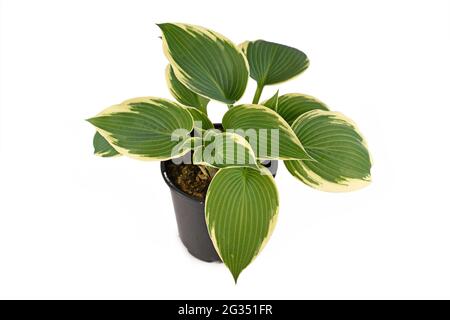 Plante Hosta asiatique avec feuilles vertes et bords blancs dans pot de fleur en plastique noir isolé sur fond blanc Banque D'Images