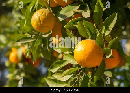 Oranges mûres suspendu à un arbre dans le jardin de fruits Banque D'Images