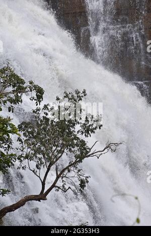 Chutes d'eau de Tirathgarh, parc national de la vallée de Kanger, Jagdalpur, Chattishgarh, Inde Banque D'Images