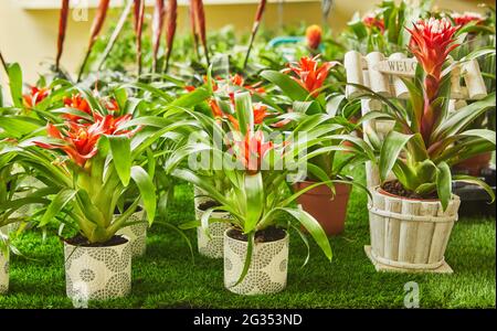 Des broméliades en fleurs dans des pots dans le parc botanique en gros plan Banque D'Images