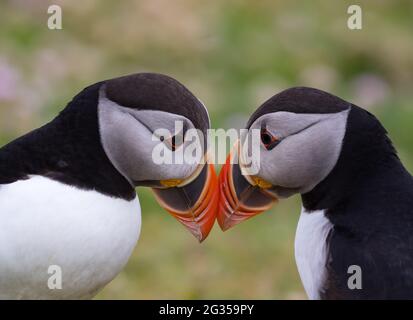 Chiots et Portraits de Puffin pendant l'été écossais parmi le thrift rose ou le rose de mer Banque D'Images