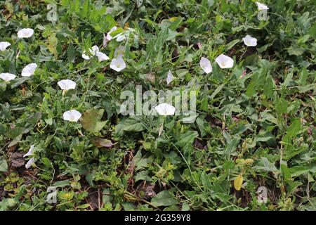 Mauvaise gloire du matin ou petite bindaded, fleurs de Convolvulus arvensis Banque D'Images