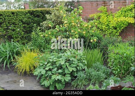 WOLLERTON, SHROPSHIRE / ROYAUME-UNI - 22 MAI 2014 : le jardin du Wollerton Old Hall Banque D'Images