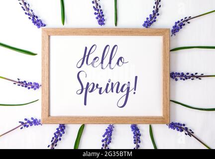 PRÉSENTATION DE la carte postale DU PRINTEMPS. Flat lay, vue de dessus. Jacinthes bleues en forme de rangée carrée. Carte de vœux pour les vacances. Muscari en jacinthe de raisin Banque D'Images