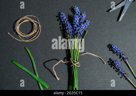 Les mains des femmes collectent un bouquet de muscari bleu en cadeau. Petite entreprise locale Pruning fleurs. Fleuriste en fleuriste. Style écologique. Fleuriste au travail Banque D'Images