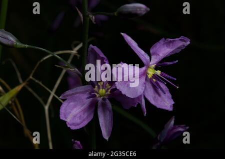 J'adore les lilies au chocolat (Arthropodium strictum). Leurs jolies fleurs violettes illuminent les bois au printemps et durent jusqu'au début de l'été. Banque D'Images