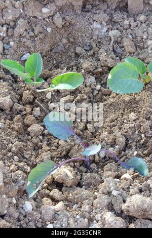 Jeune plante de chou de Savoie au jardin Banque D'Images