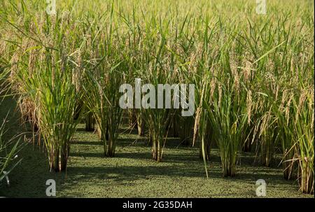 Épis de riz fraîchement piqué dans le champ de riz Banque D'Images