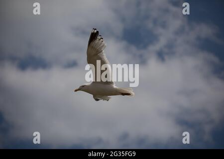 Goéland argenté (Larus argentatus) volant, Walberswick, Suffolk Banque D'Images