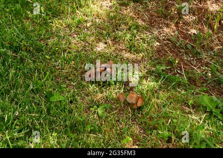 Champignons sauvages sur l'herbe à l'ombre Banque D'Images