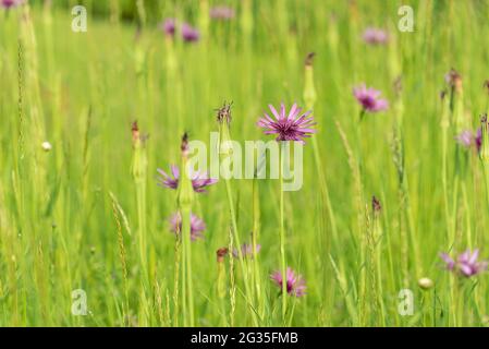 Tragopogon coelesyriacus, Jack-Go-to-bed-at-midi ou salsify commun ou pourpre Banque D'Images