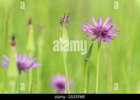 Tragopogon coelesyriacus, Jack-Go-to-bed-at-midi ou salsify commun ou pourpre Banque D'Images