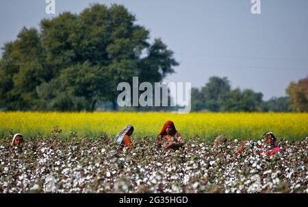 Les femmes de cueilleur de coton des champs de coton au Punjab Pakistan et en Inde , utilisaient encore le prélèvement traditionnel de coton à la main Banque D'Images