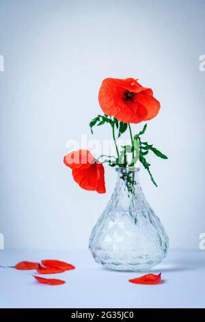 Bouquet de fleurs de pavot dans vase en verre, fond blanc. Encore la vie. Banque D'Images