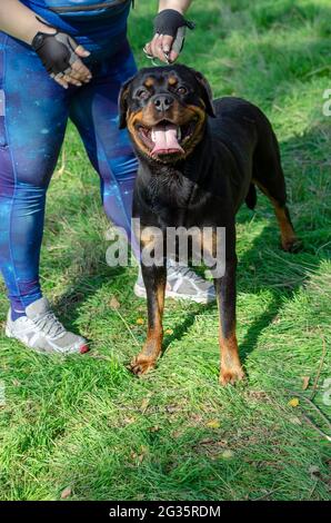 Un chien noir avec un manipulateur se tient sur l'herbe verte. Une femme adulte, Rottweiler, regarde la caméra avec intérêt. Bouche ouverte avec la langue adhérant ou Banque D'Images