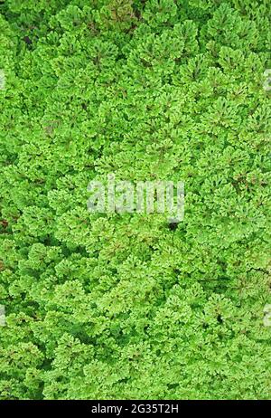 Vue de dessus du feuillage vert vif dans le jardin Banque D'Images