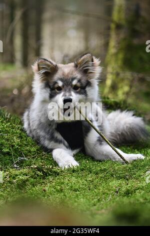 Portrait d'un jeune chien de Lapphund finlandais mordant dessus un bâton Banque D'Images
