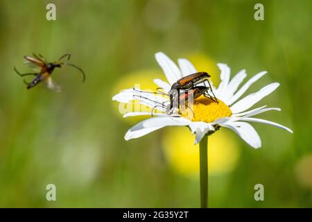 Coléoptères de la fleur de longhorn (Stenurella melanura), avec un coléoptère volant vers une Marguerite d'oeillet (Leucanthemum vulgare), Royaume-Uni. Banque D'Images