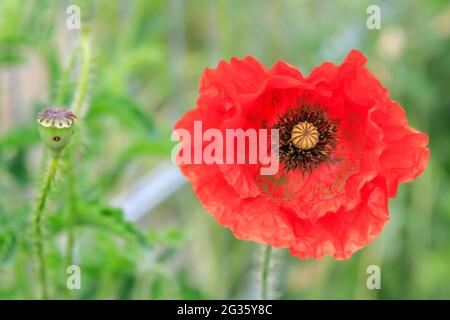 Pavot à maïs rouge (Papaver rhoeas) en fleurs sauvages et champ de pavot, gros plan Banque D'Images