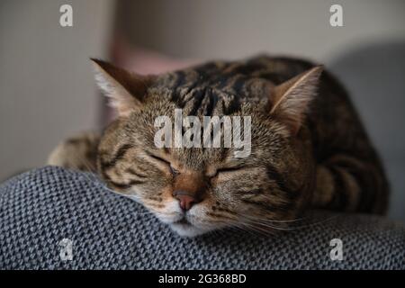 british shorthair marbre couleur chat pour dormir de près Banque D'Images