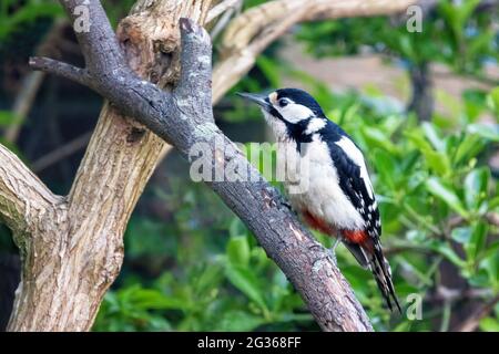 Femelle adulte plus grand pic tacheté, dendrocopos Major, perchée dans un arbre dans un jardin. Arrière-plan de feuillage vert. Hampshire, Angleterre. Banque D'Images