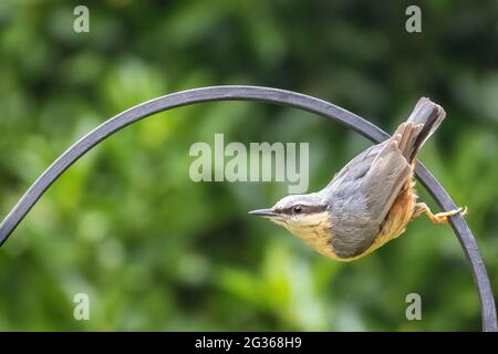 Nuthatch eurasien adulte ou nuthatch de bois (Sitta europaea), perché à l'envers sur une rampe en métal. Arrière-plan feuillage vert bokeh avec espace pour le texte. Banque D'Images