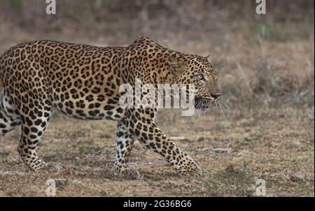 Marche à pied léopard; marche à pied léopard; marche mâle léopard; Yala Leopards; CUB léopard; léopard marchant sur terre d'herbe ouverte au Sri Lanka Banque D'Images