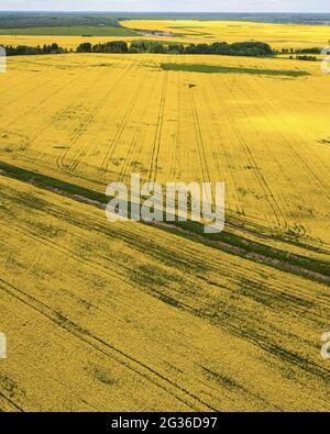 Vue aérienne d'un champ agricole jaune avec des parties vertes et des arbres Banque D'Images