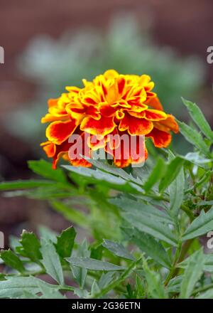 fleurs de marigold herbacées africaines, Tagetes de la famille des pâquerettes. Image verticale avec foyer sélectif, espace de copie d'arrière-plan flou au-dessus et en dessous Banque D'Images