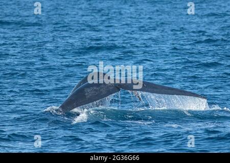 Queue de baleine ; baleine à fluage ; UNE baleine bleue montrant son fluke juste avant de faire une plongée profonde ; conte de baleine bleue ; baleine bleue du sri lanka ; baleine bleue ; Banque D'Images