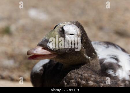 gros plan sur l'eider spectaculaire Banque D'Images