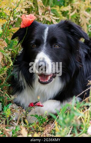 Gros plan d'un chien de collie à bordure rouge de race couché dans des coquelicots sauvages le jour de l'été - attention sélective Banque D'Images