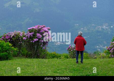 Les parties hautes de la région est de la mer Noire sont colorées avec des rhododendrons qui fleurissent au printemps. Comme dans les hauts plateaux du district de Maçka de Trabzon pro Banque D'Images