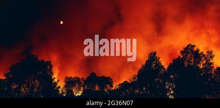 Feu de forêt la nuit, feu de forêt sec saison d'été, nature brûlante, image de bannière horizontale. Banque D'Images