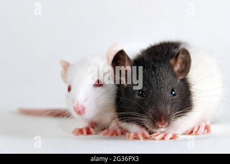 Rat fantaisie, rat brun (Rattus norvegicus domesticus, Rattus norvegicus domestica), deux rats, coupé Banque D'Images