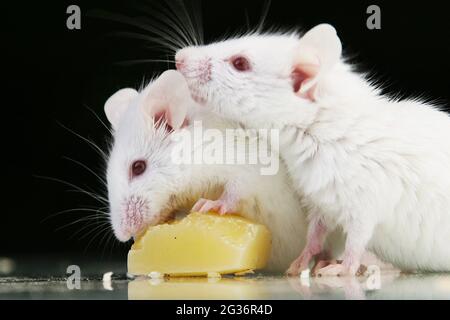 Rat fantaisie, rat brun (Rattus norvegicus domesticus, Rattus norvegicus domestica), deux rats albinos qui nourrissent du fromage Banque D'Images