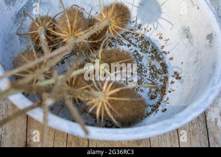 Cuillère à café sauvage, cuillère à café de Fuller, cuillère à café commune, théière commune (Dipsacus fullonum, Dipsacus sylvestris), graines de cuillère à café sauvages collectées Banque D'Images